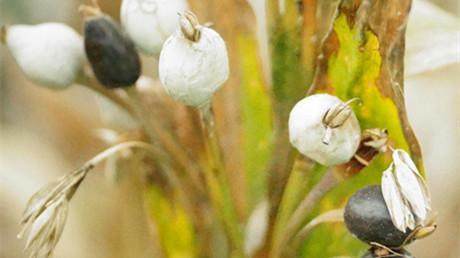 小时候常拿这个植物的果子做手链,到现在我还不知道名字,谁知道