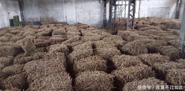 方之中|大约有90%的中药药方之中,都会含有这一种草,您认识吗?