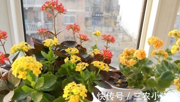 湿润|长寿花就该这样养, 阳台变成了烂漫“花海”!