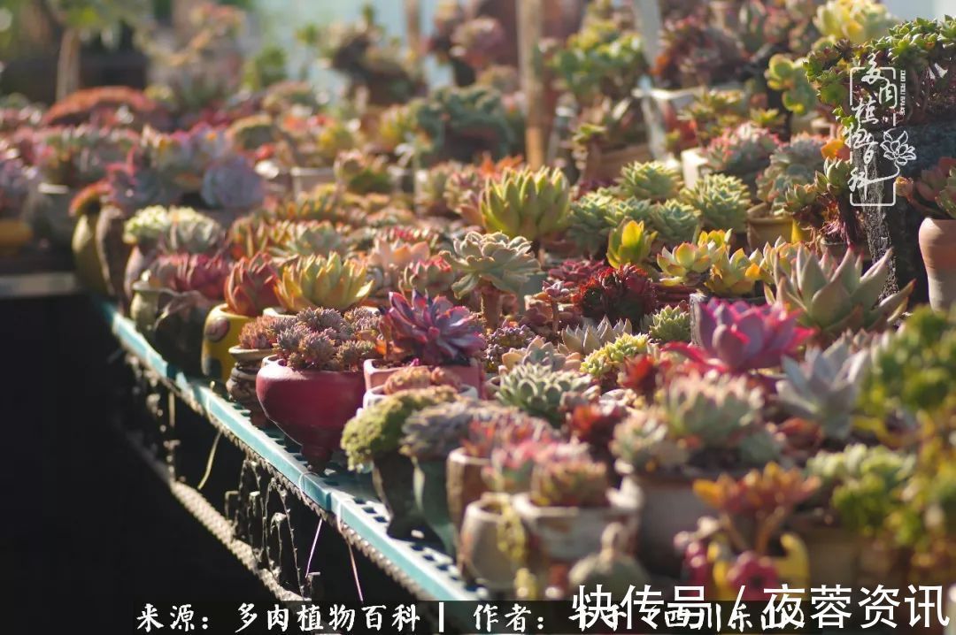 夏天|夏天日晒雨淋,秋老虎来势汹汹,你的多肉准备好逆袭了吗