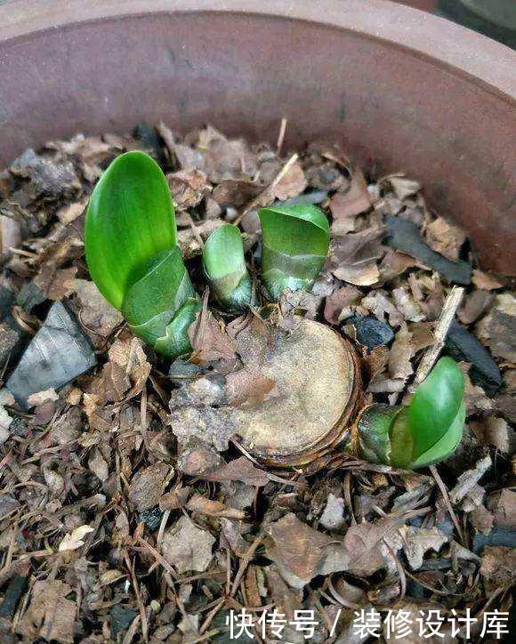 怎样让君子兰多开花?做好1件事,一盆10枝花