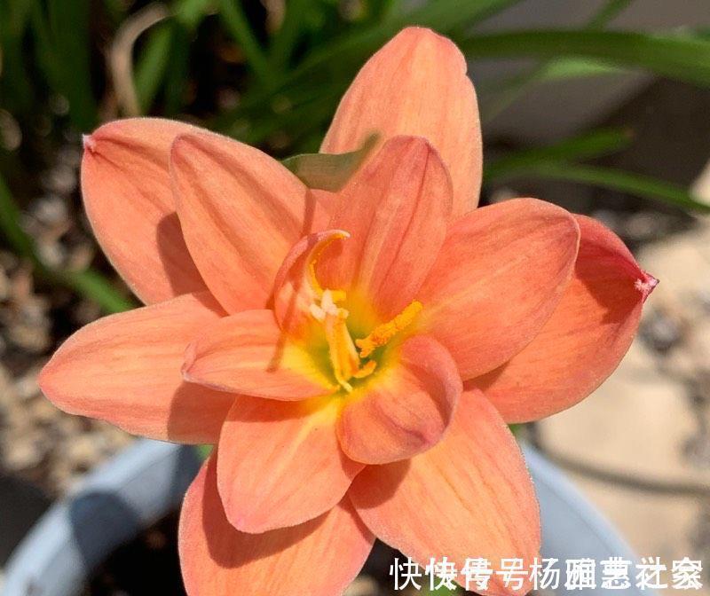 懒人|懒人也能养好的3种盆栽,不怕冷不怕热,长得壮实又有花