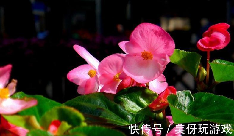 盆栽四季海棠春季换盆有哪些注意事项,你了解过嘛