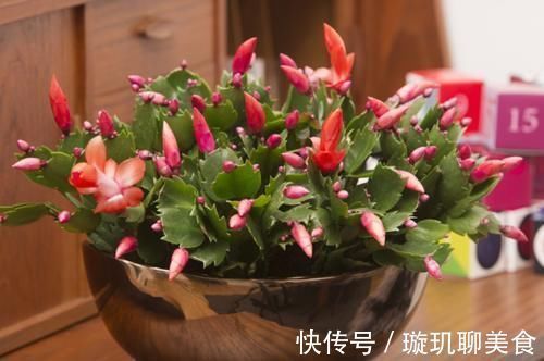 蟹爪兰开花小技巧,抓住几个重点,每片叶片都能冒花苞,花期还长