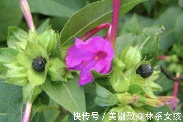 植株|路边的草丛里，1种野草珍贵，人称“地雷花”，下次见到别踩踏！