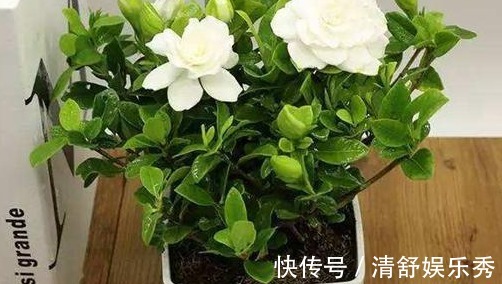 茉莉花|家里养上3种花卉,不用喷香水,就能香飘满屋,好看又好闻!