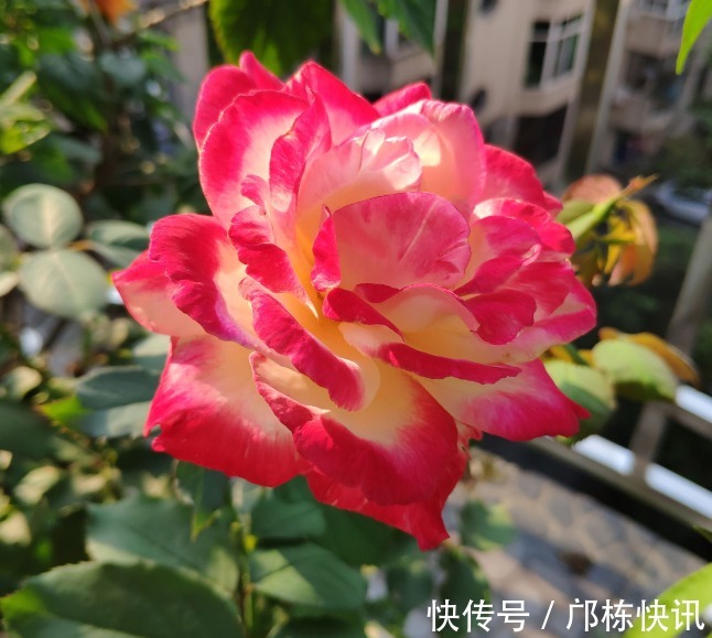 品种|10个最奇葩的月季品种,你可能一个都没见过!