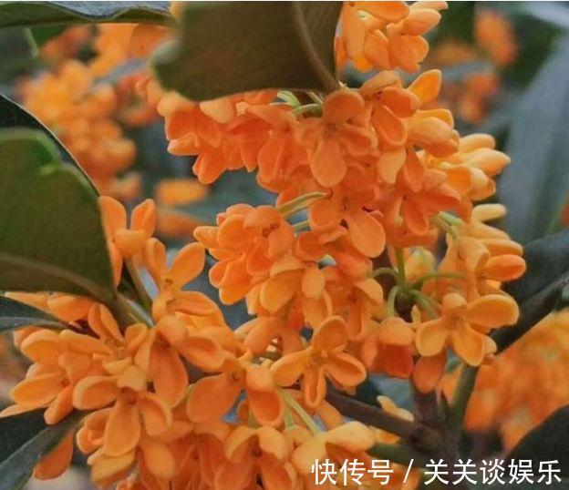 此花超漂亮，沾土就活，看了就让人沉醉，年年开花不断，美！