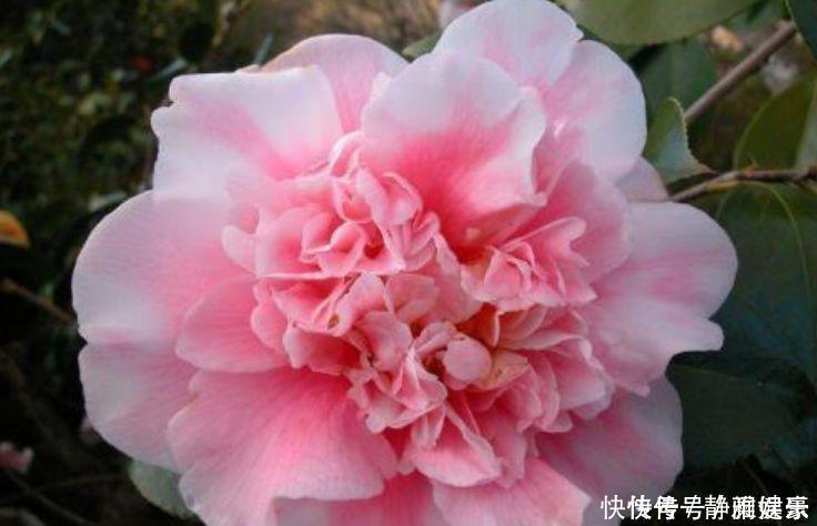 日子|几种花卉耐阴耐寒,养在家里一整年都有好运气,日子红火财运滚滚