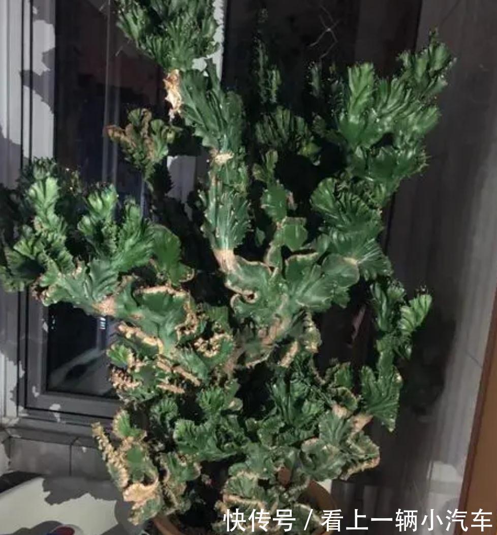 3种耐旱花,长得高大,美观大方,还能招财镇宅!