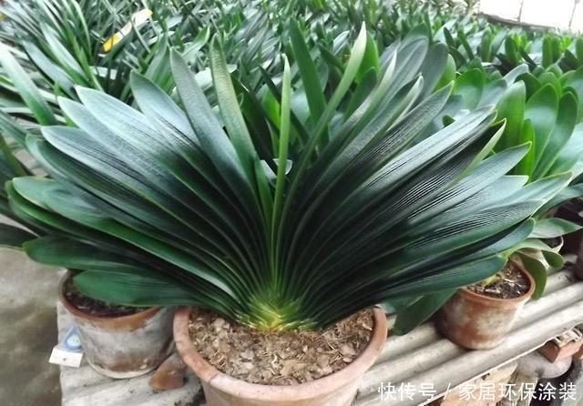 捡3种料垫盆底，土壤疏松透气、不板结，花卉越长越有劲