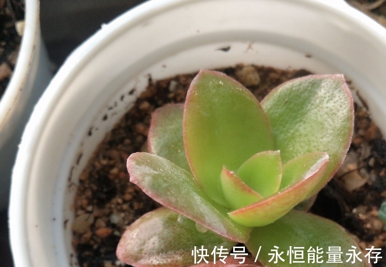 火祭繁殖生长记录,内有干货