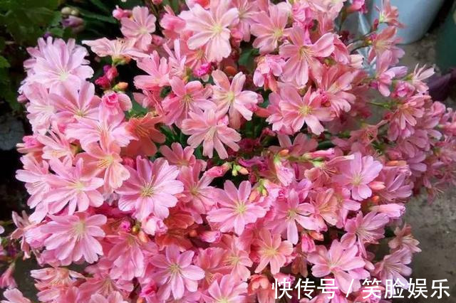 长寿花|这花像长寿花一样好养,全年不间断的开花,太美了