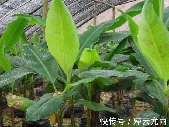 花盆|外公把坏香蕉埋在花盆里,竟长出不一样的盆栽,全家人都看呆了!