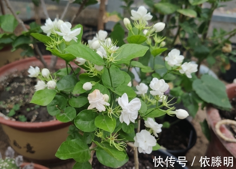 枝条|好养的花卉就是茉莉花，但是想要夏季开不停，要做好四喜一勤