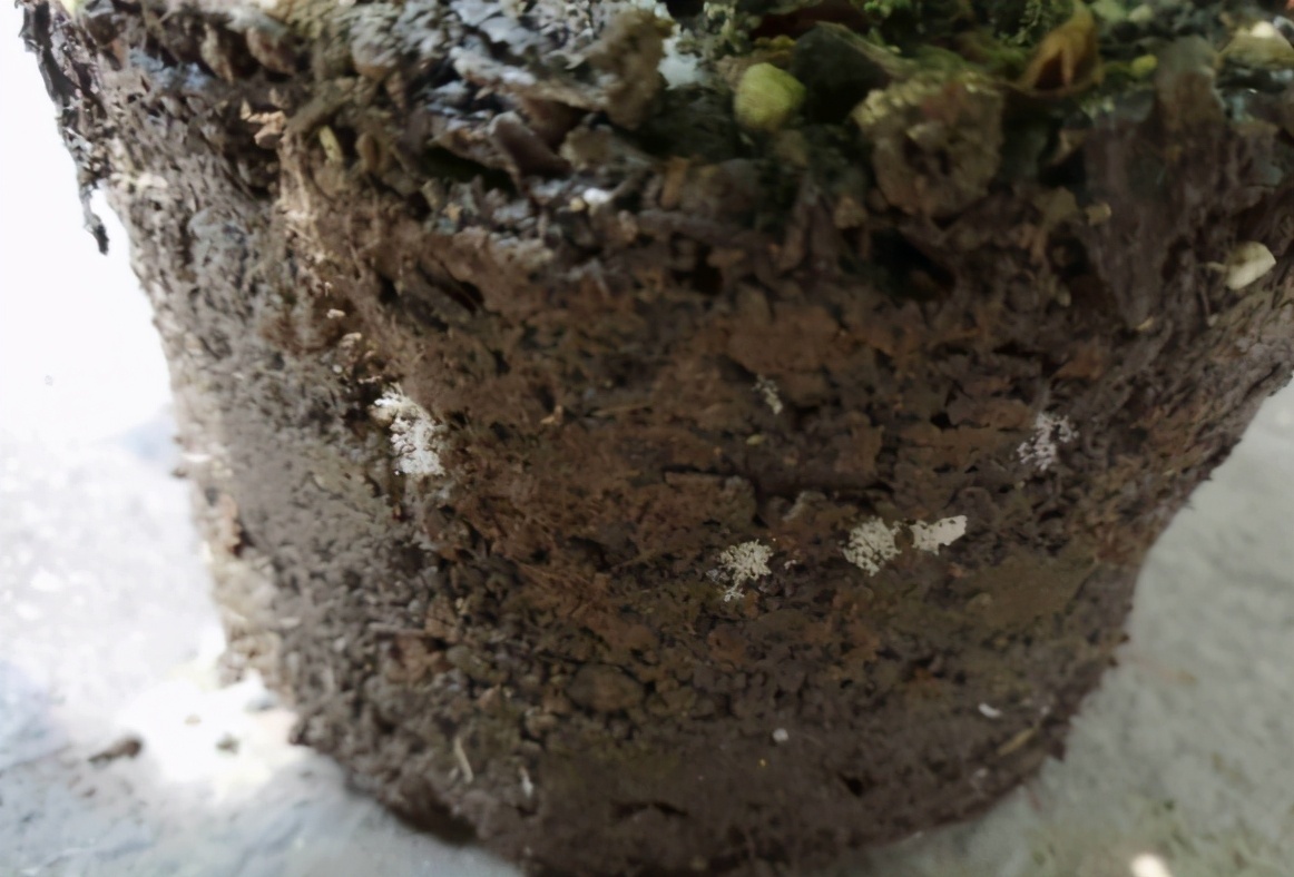 花友们|花土问题无小事，牢记3点，养花土不轻易结块，花根长得更壮实