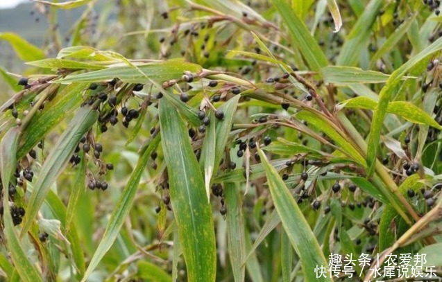 朋友|以前在农村很常见的一种野草，很多朋友都用见过，你认识吗