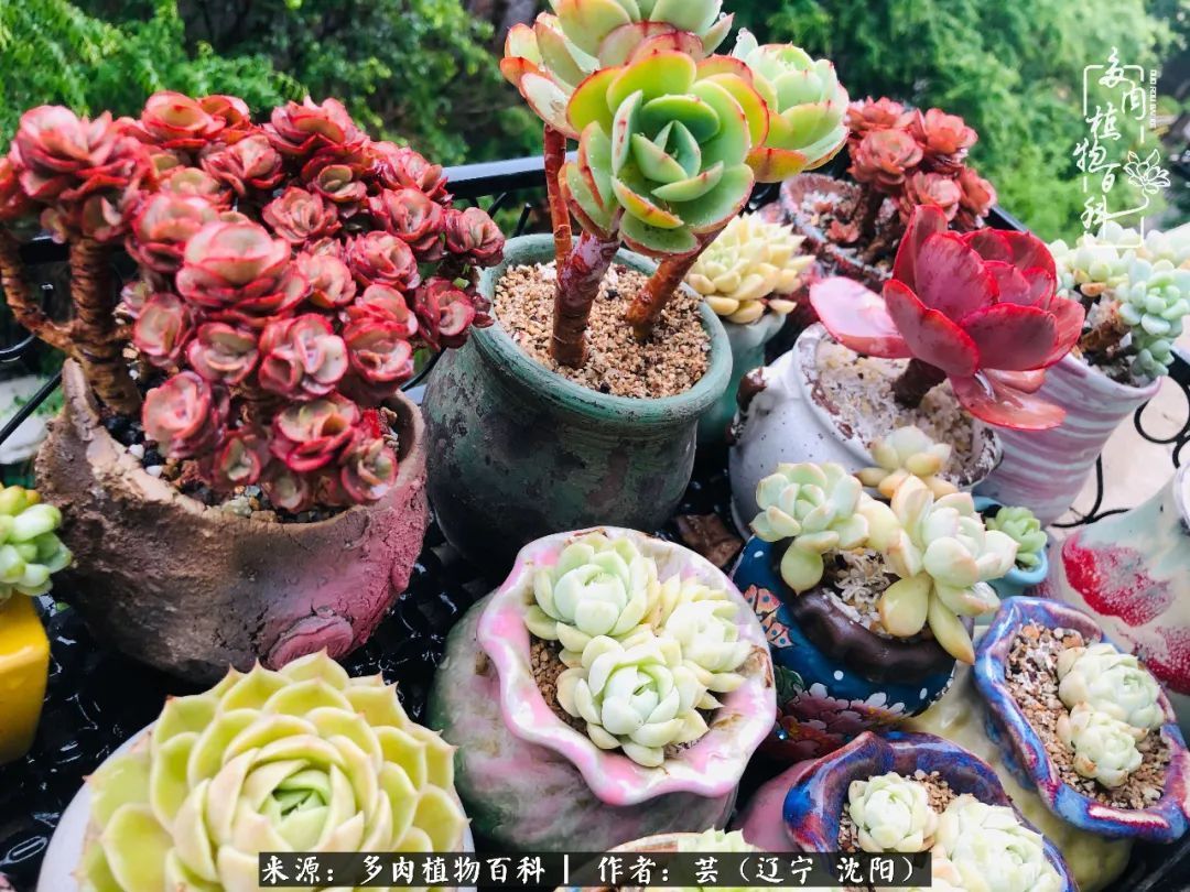 血罗|万物皆有灵性，一年四季有多肉陪伴真好！