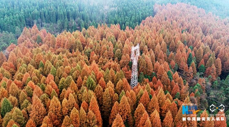 新华网|层林尽染武陵山 半山秋色半山春