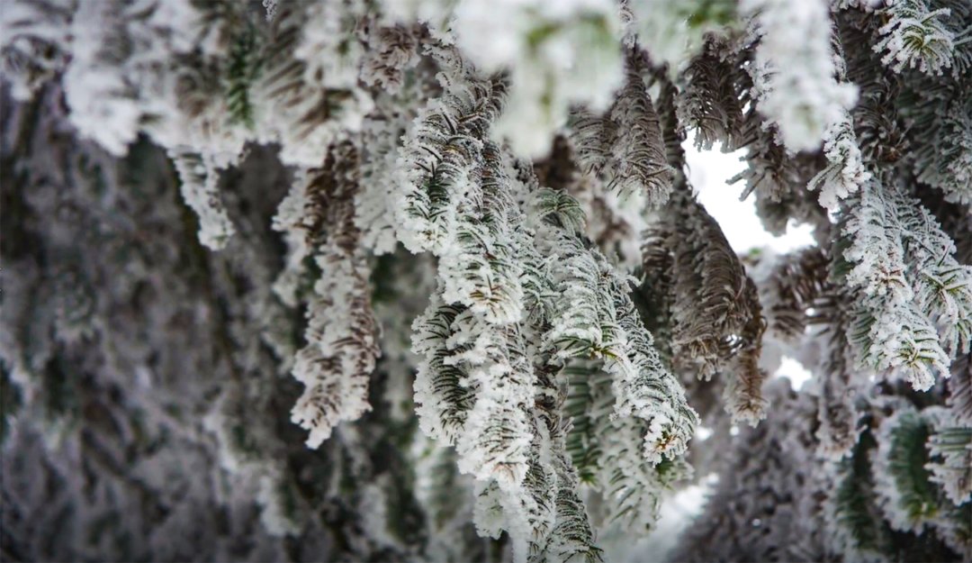 第一场雪|美不胜收！固原迎来今秋第一场雪