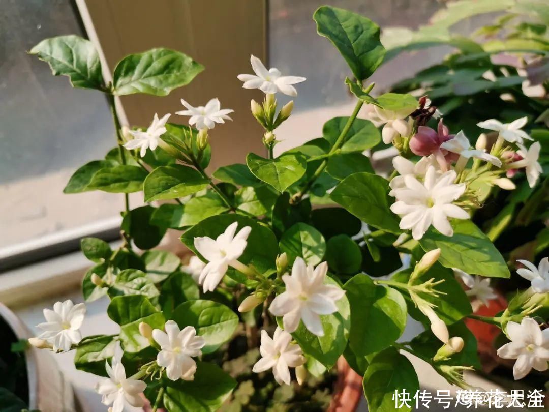月季|养花“黑名单”实在太难养，心累