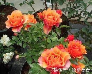 此花,比茶花漂亮,比茉莉清香,每年花开长达200天,值得拥有