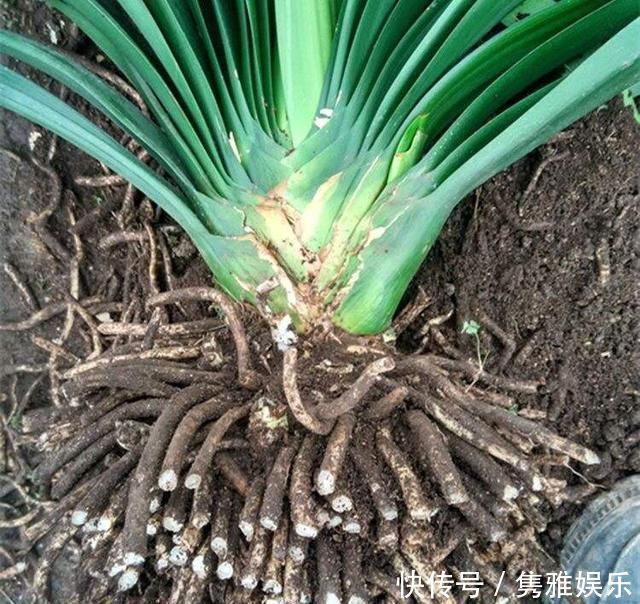 养花土壤板结，三种“玩意儿”丢盆里，土又好又肥，再也不板结了