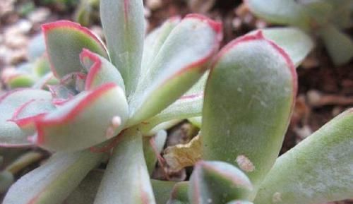 室内养花，频频招惹“蚧壳虫”，该怎么解决？消灭干净？