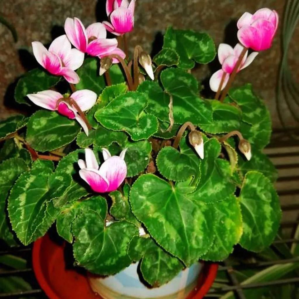 茶花冒花苞，用手一碰就掉了，到底为啥？