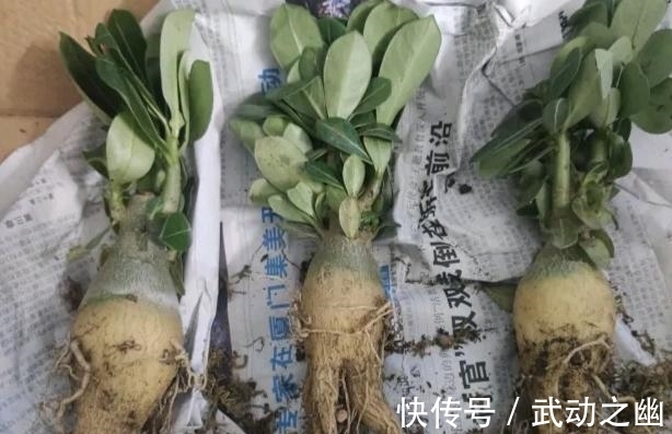 懒人养花,首选沙漠玫瑰盆栽,耐旱好养,开花美!