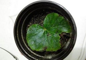 叶片|这6种花只用一片叶子就能繁殖出一大盆，根本不用花钱买！