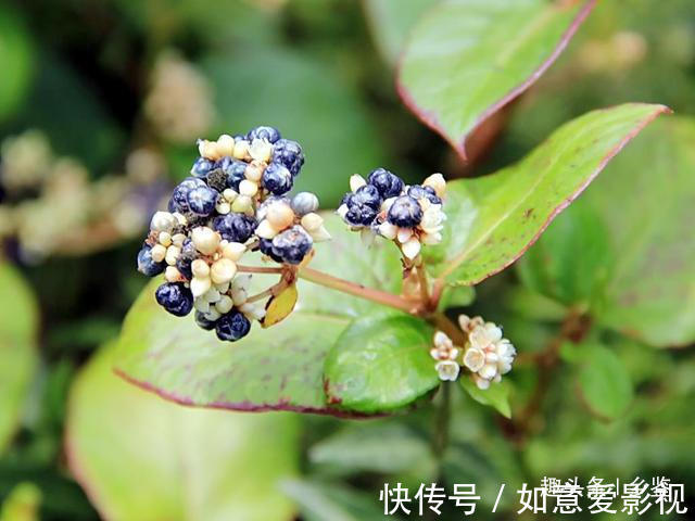 农村|曾经农村娃摘来解馋,形似木炭却用处大,遇到这种野草请多珍惜