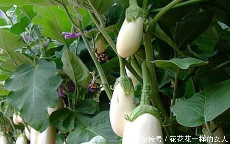 养护|阳台种花养草,不如种几种菜,养护简单又美观,好看好吃,吃不完