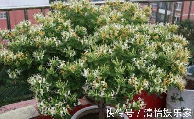 花友们|养花别光注意水、肥、光了，多小心2点，选对花盆事半功倍