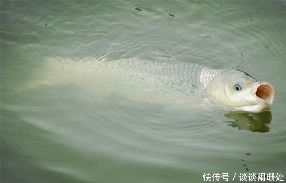 饵料|调漂技巧:用玉米粒做饵料钓大鱼,可以用这几种方法,中鱼率高!