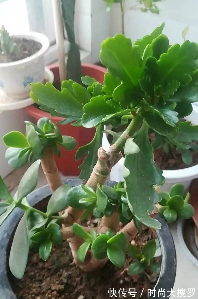 嫁接|养长寿花,用这法,1年就能成老桩,开满五色花,独特又吉祥