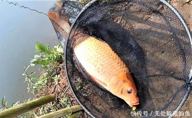 翻倍|夏季天热大鱼都躲在哪里找准几处鱼道野钓,渔获量翻倍!