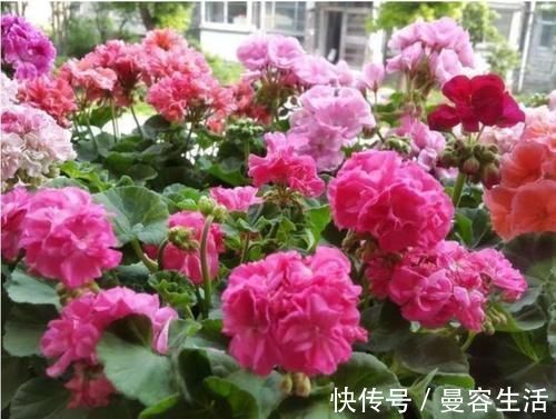 4种花高贵优雅，看了就让人沉醉，吉祥富贵，红红火火好运来