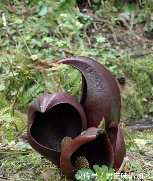 奇花、奇花、奇花、罕见奇花,赶快打开欣赏吧