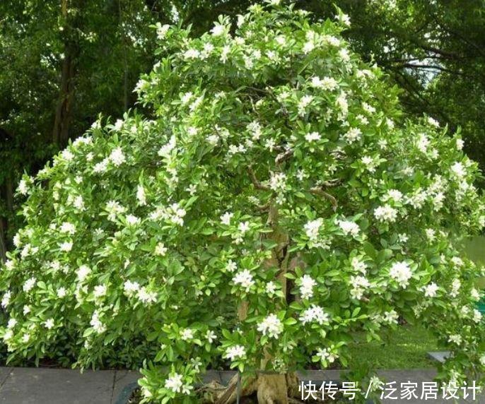龙吐珠龙吐珠|5种花赶快养起来,一年四季成“花海”,大家都抢着买