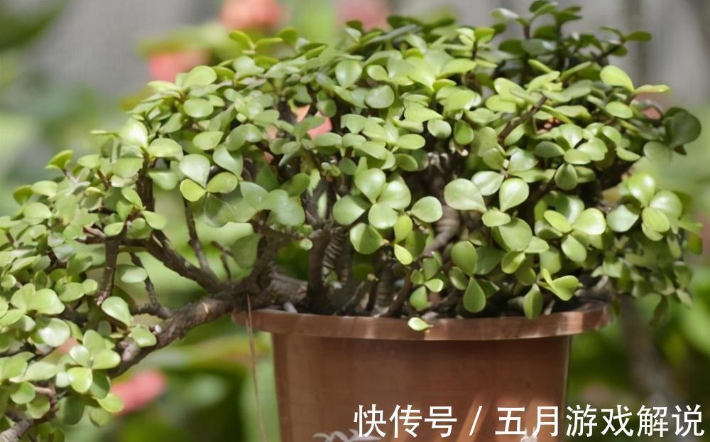 树木|多肉植株中的金枝玉叶,木质化主茎随便修剪,就是上好盆景