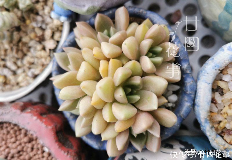 烂根|多肉度夏别折腾，不求美丽，但求平安，注意5点轻松“过关”