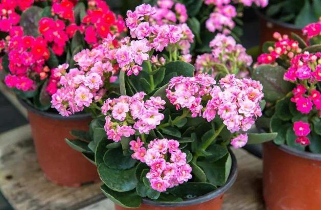 新手|新手花友养长寿花,该牢记哪些才能一年四季开花