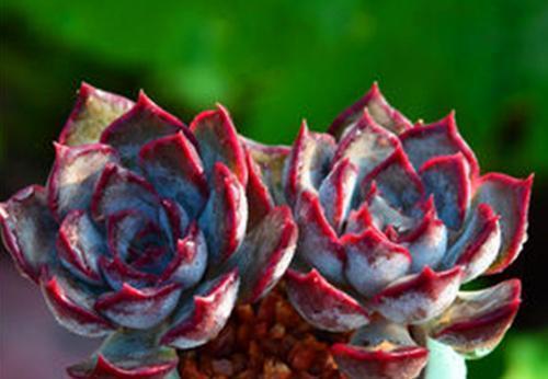 光照|5月种下这几种多肉,皮实好养不怕热,35摄氏度照样生机勃勃