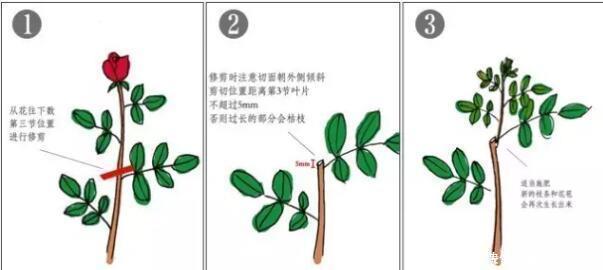 修剪|月季开完花,这样一处理,2周以后花芽“嘟嘟冒”,花朵开爆
