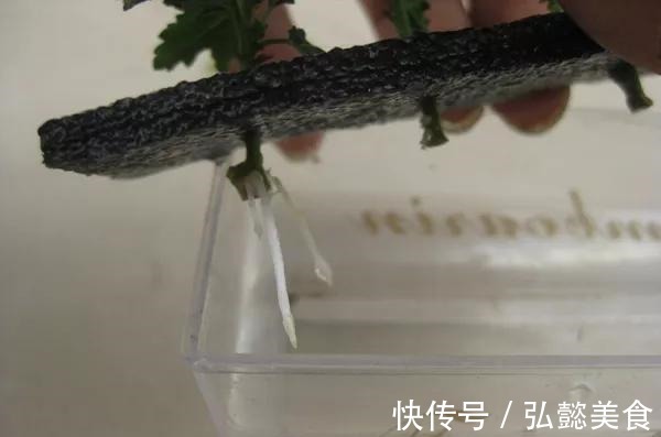 水培|3种枝条泡水里,10天长根,一次开花100朵,水培成活率更高!