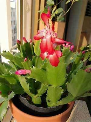 蟹爪兰有4“怕”,注意避开它,10天白根蹭蹭冒,独苗变群兰