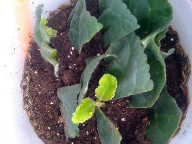 养8种花,别花“冤枉钱”,掐1片叶子“扔土里”,几天就生根