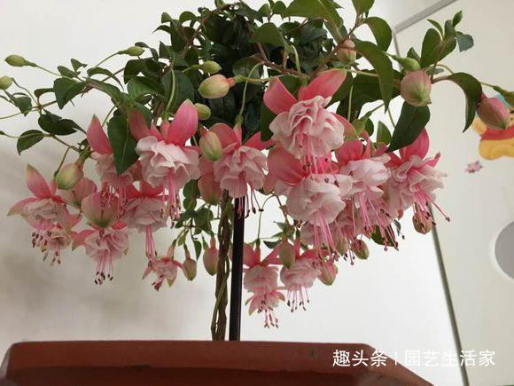 此花花期长较耐寒,秋冬想养花就养它,开花多不怕冷