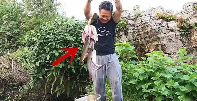 男子钓鱼往水里扔一块猪肺,半小时后拍手叫好